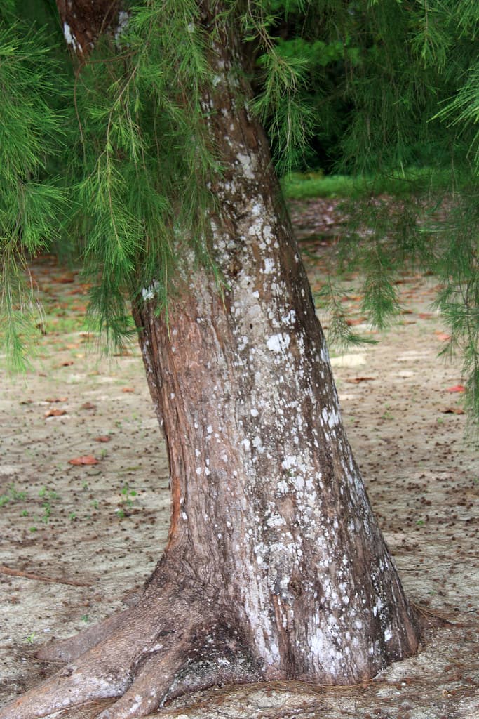 Casuarina equisetifolia L.