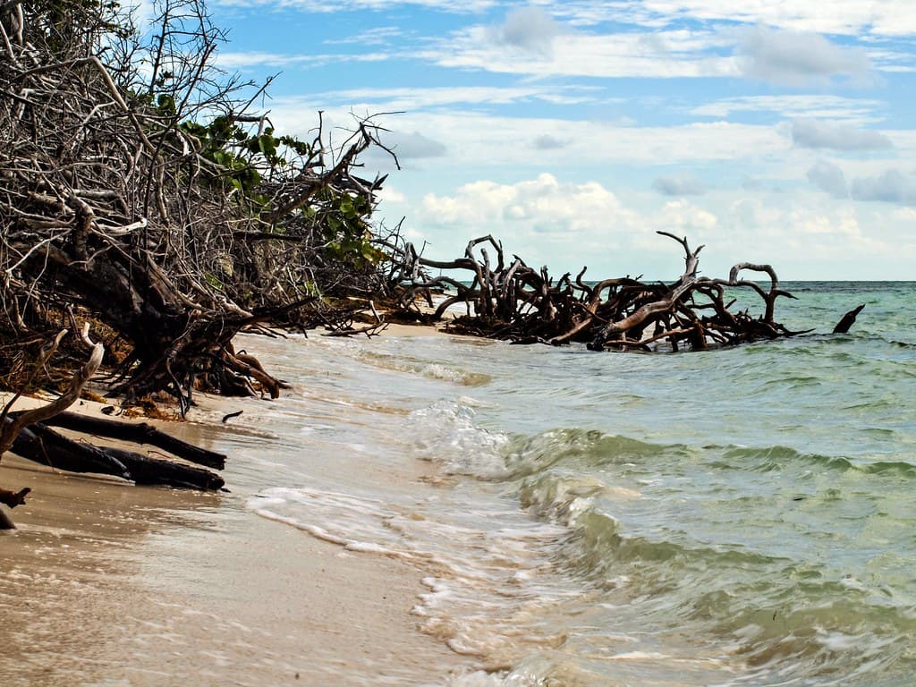 Beach Boneyard
