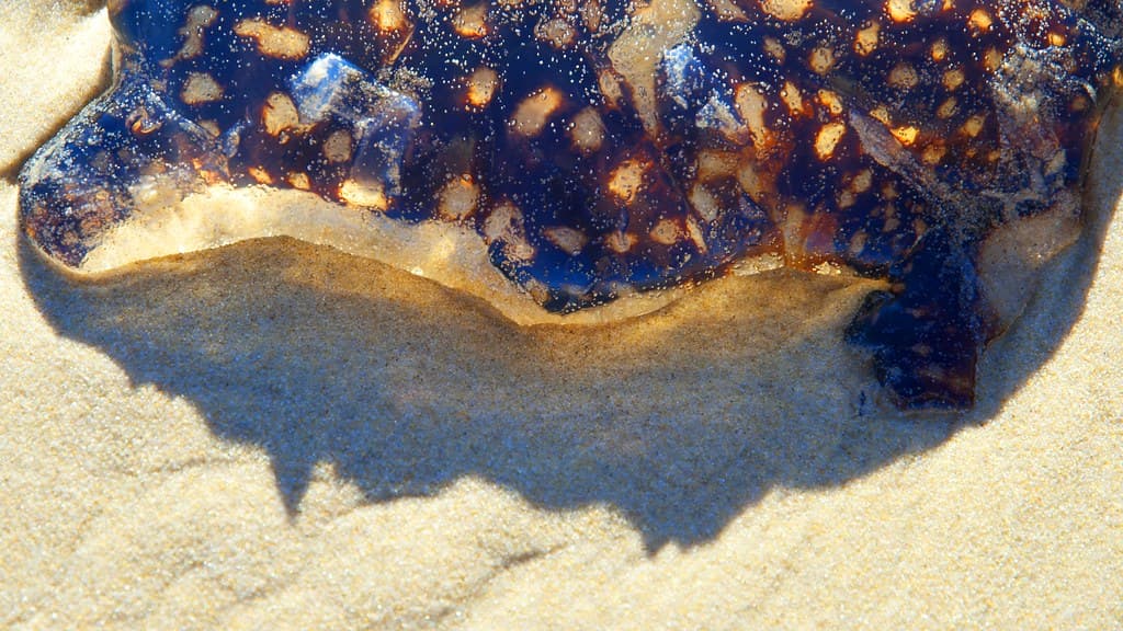 spotty blubber