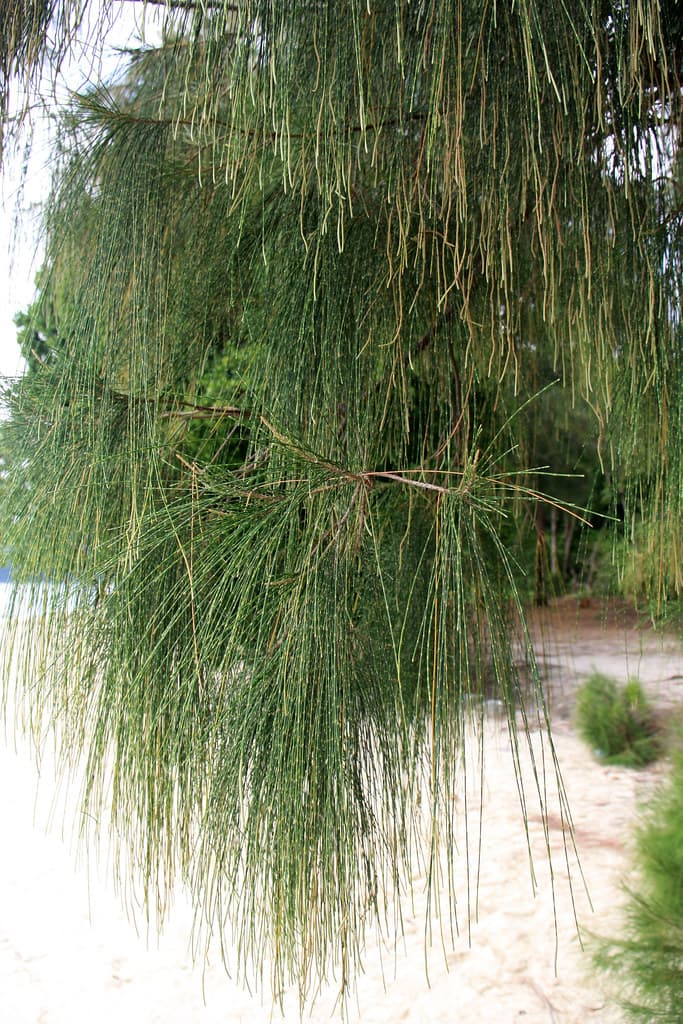Casuarina equisetifolia L.