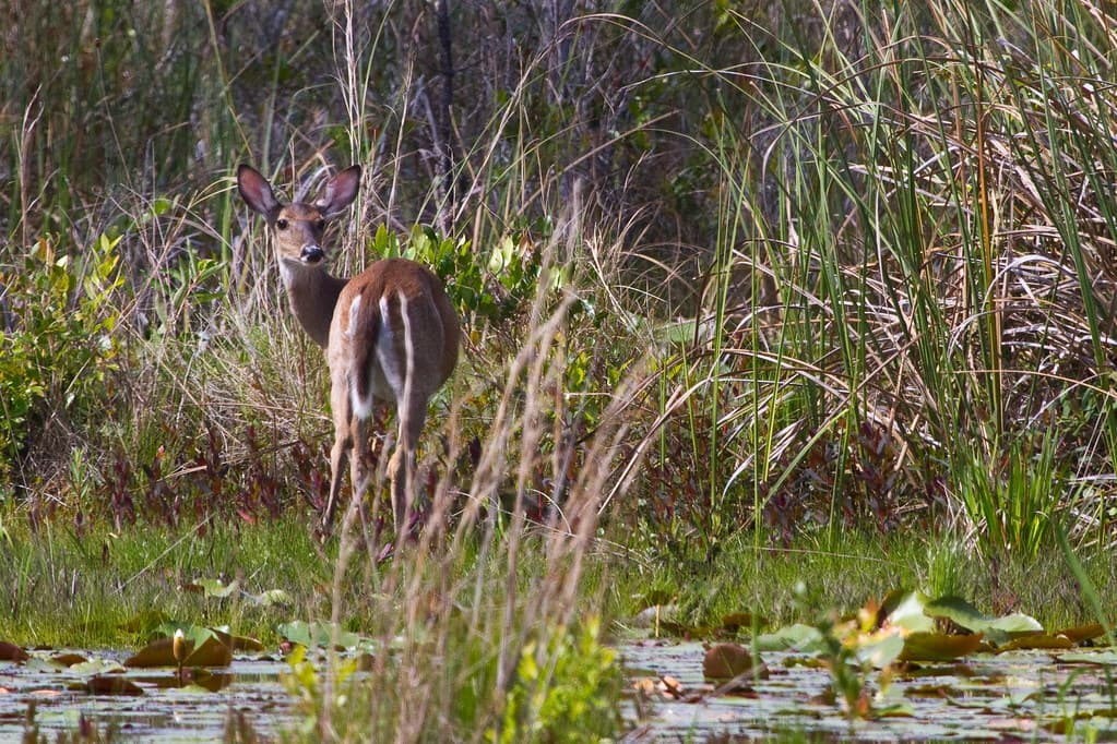 White-tailed deer