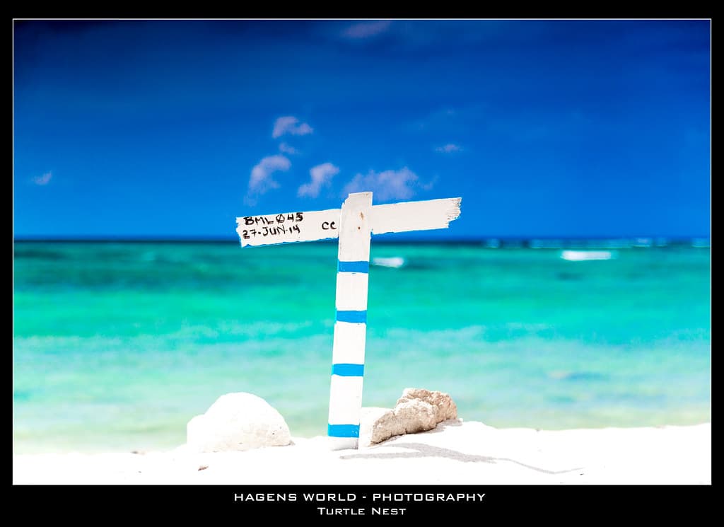 Turtle Nest
