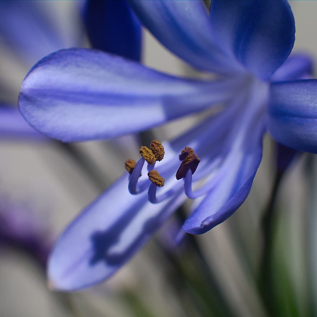 lily of the Nile
