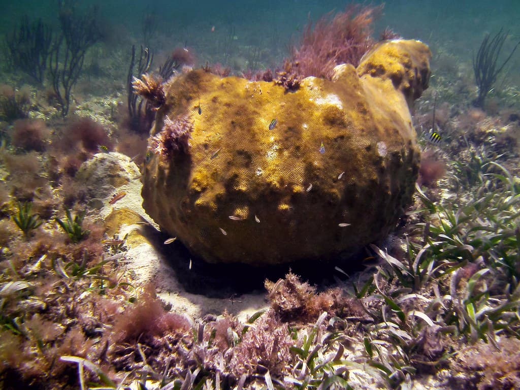 Bahia Honda Ball: Part 2