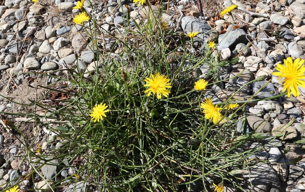 False Dandelion
