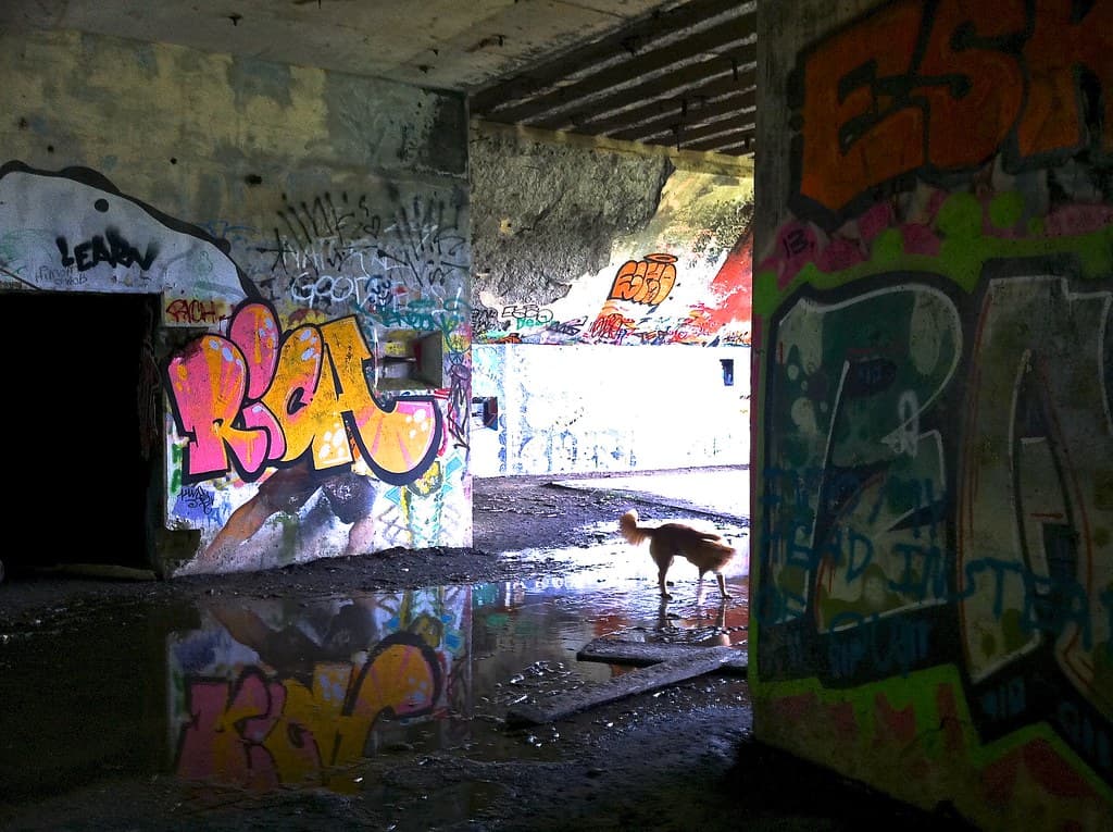 Battery Steele (1942) – new graffiti (Fall 2014) :: plus Lucy