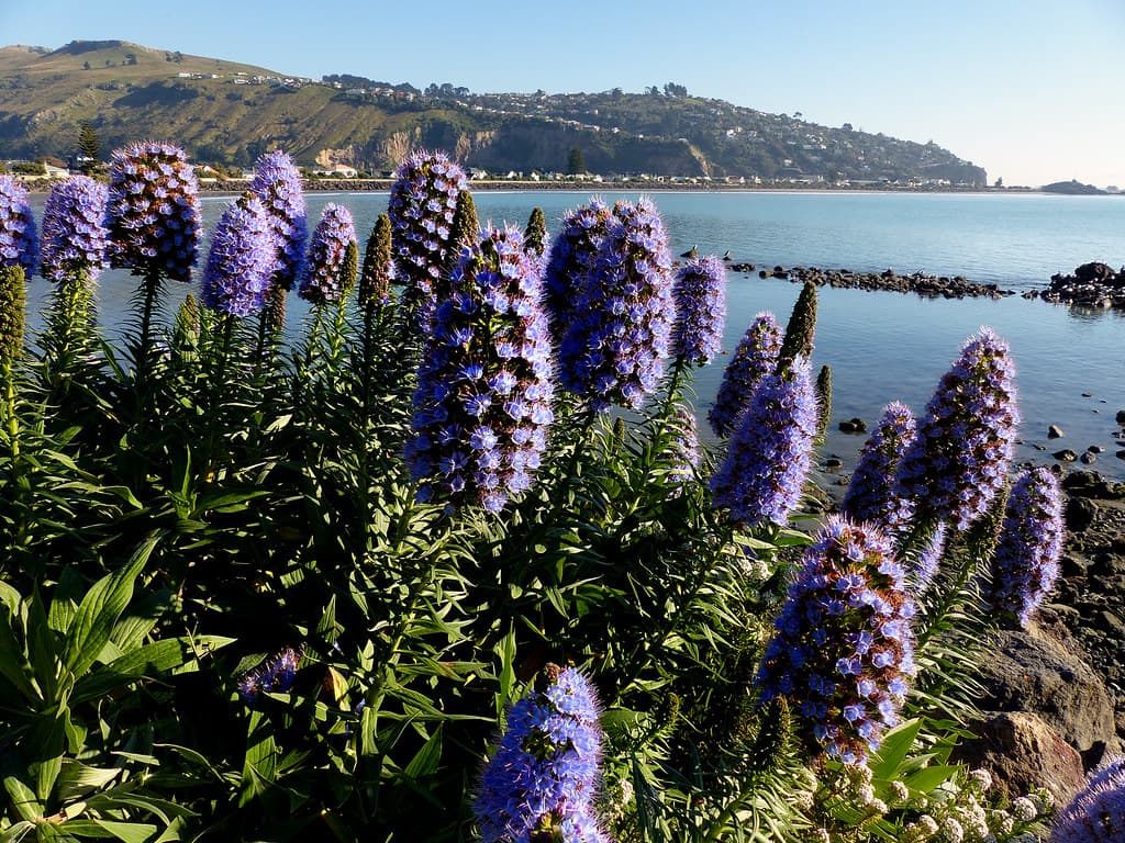 Pride of Madeira.(Echium candicans)