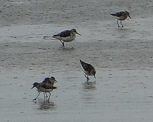 Correlimos [Dunlin] (Calidris alpina) + Playerito Semipalmeado [Semipalmated Sandpiper] (Calidris pusilla)