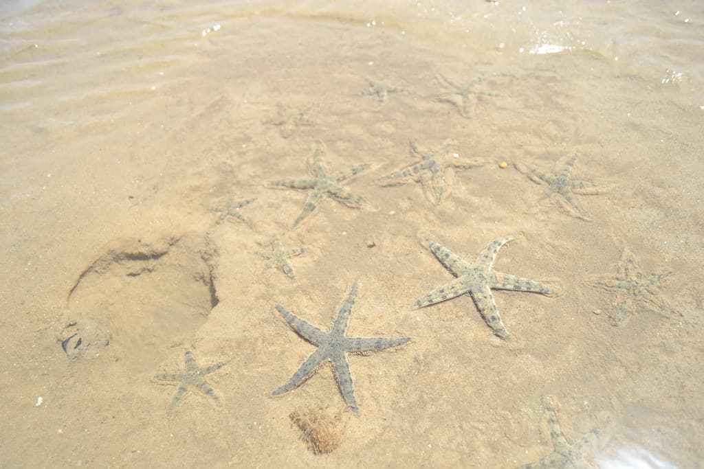 Family of Stars