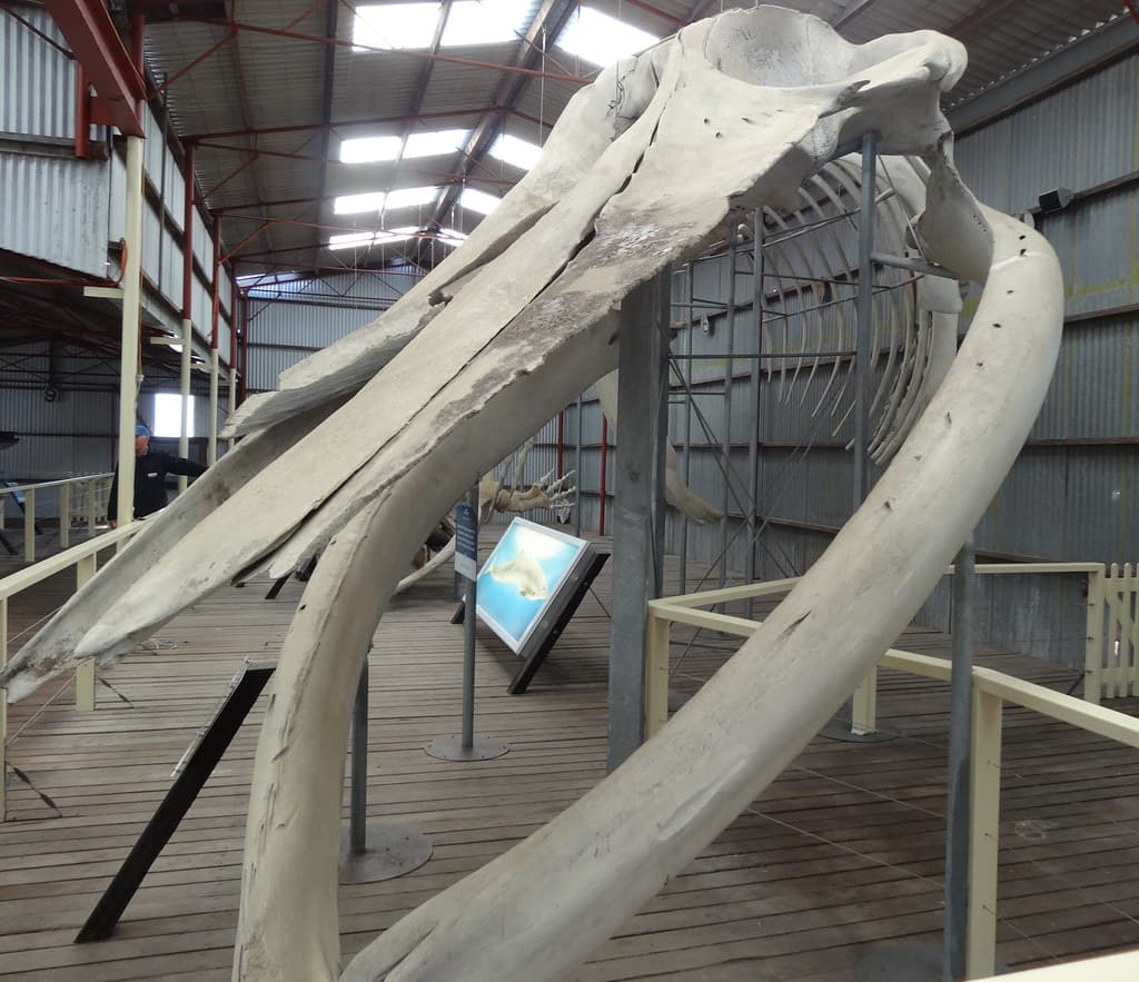 Albany Whale World. Whale skeleton exhibit