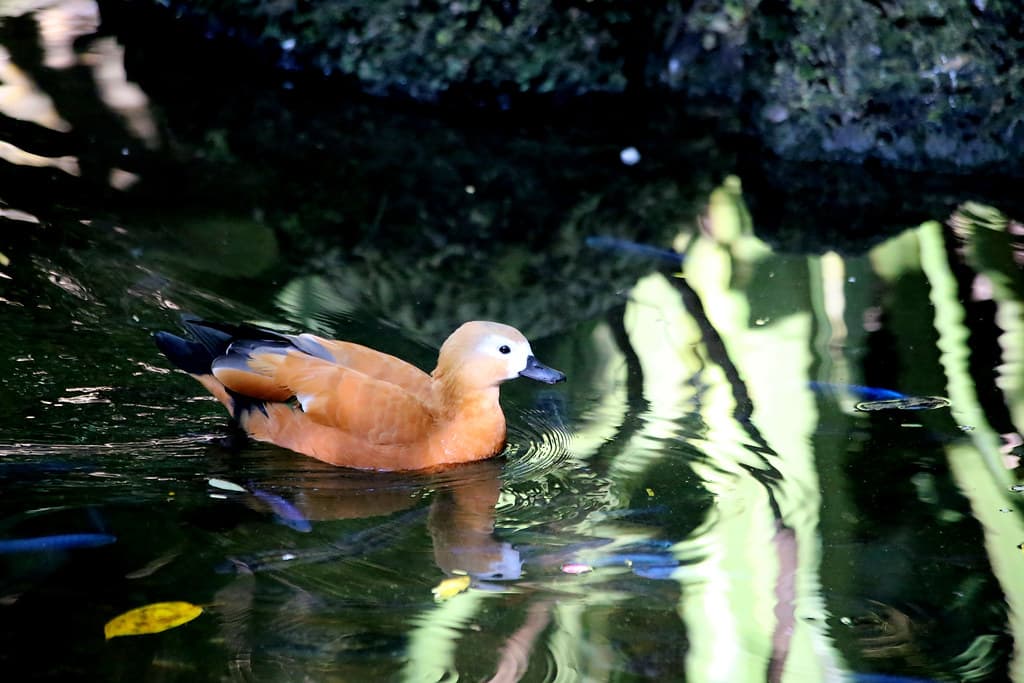 RUDDY SHELDUCK