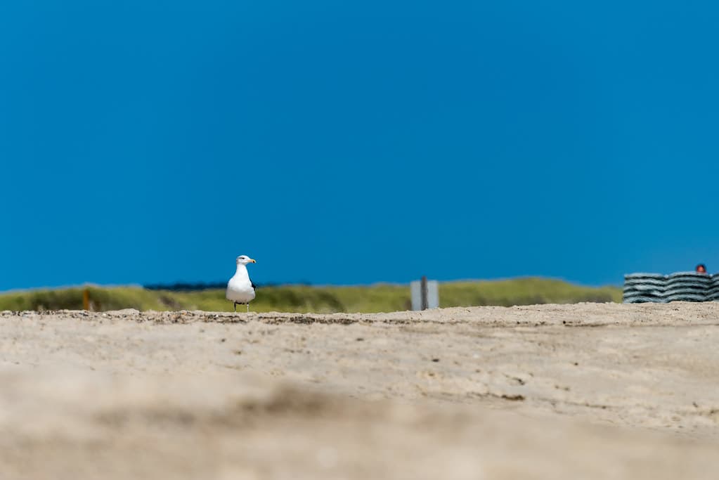 Kingsbury Beach — photo by jonasflanken