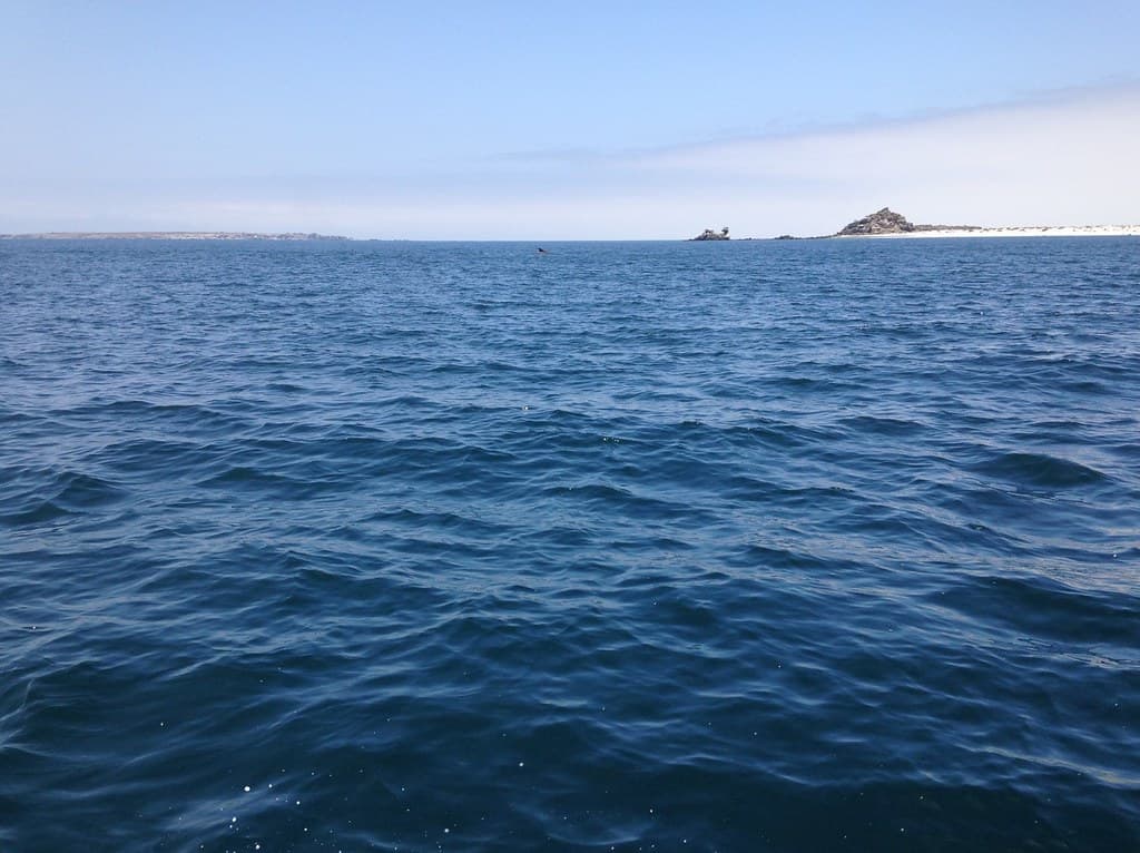 The Fin Whale, Isla Damas, Pingüino de Humboldt National Reserve, Chile.