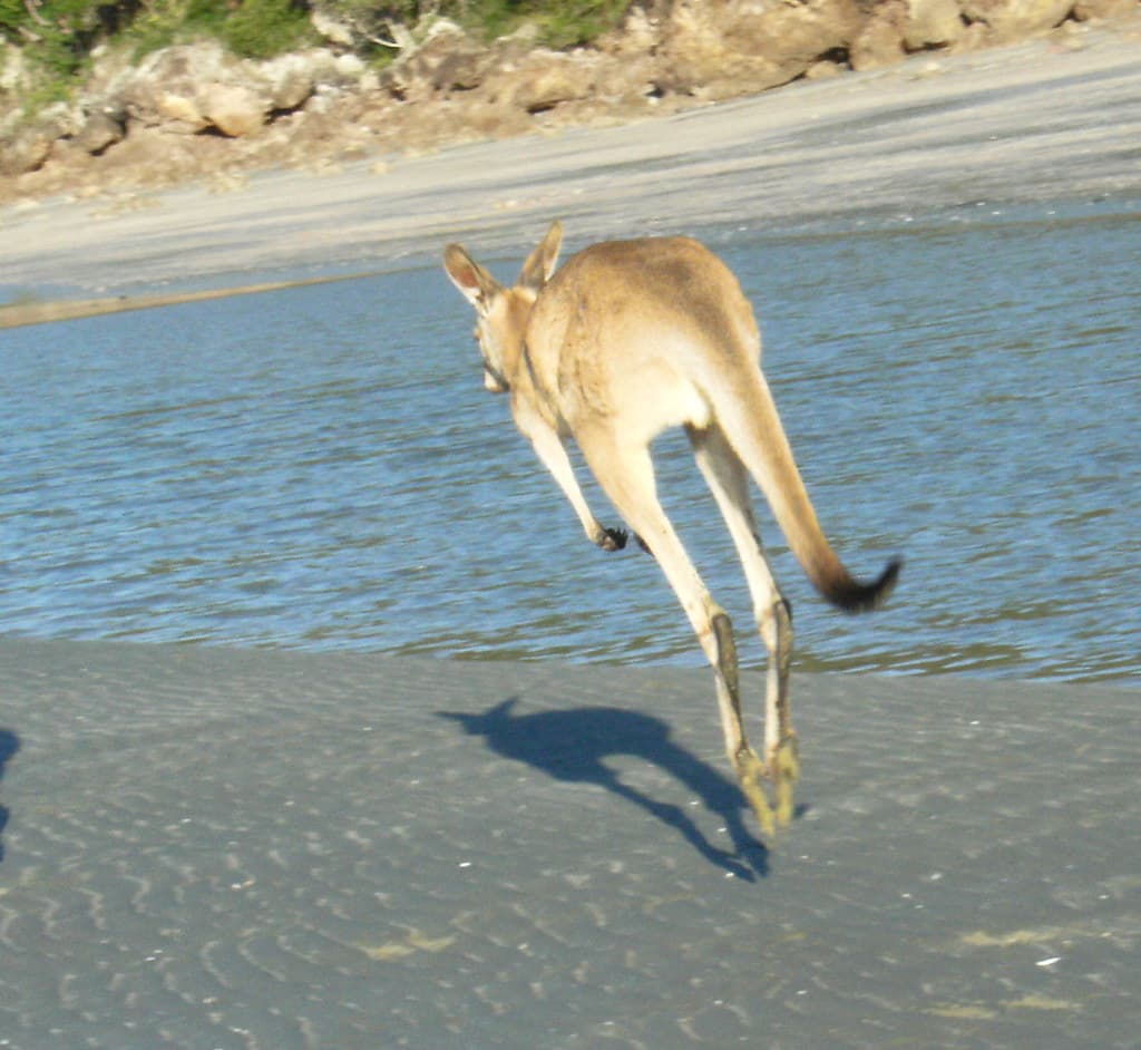 Känguru am Strand