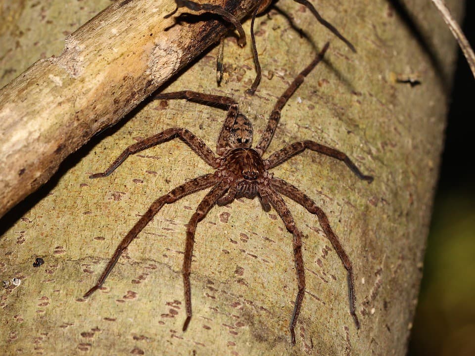 Huntsman 9887