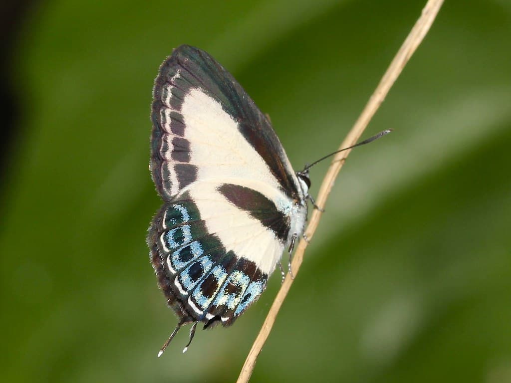 Tailed Green-banded Blue 9836