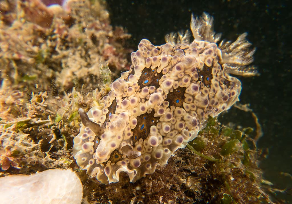 Denison's dendrodoris - Dendrodoris krusensternii