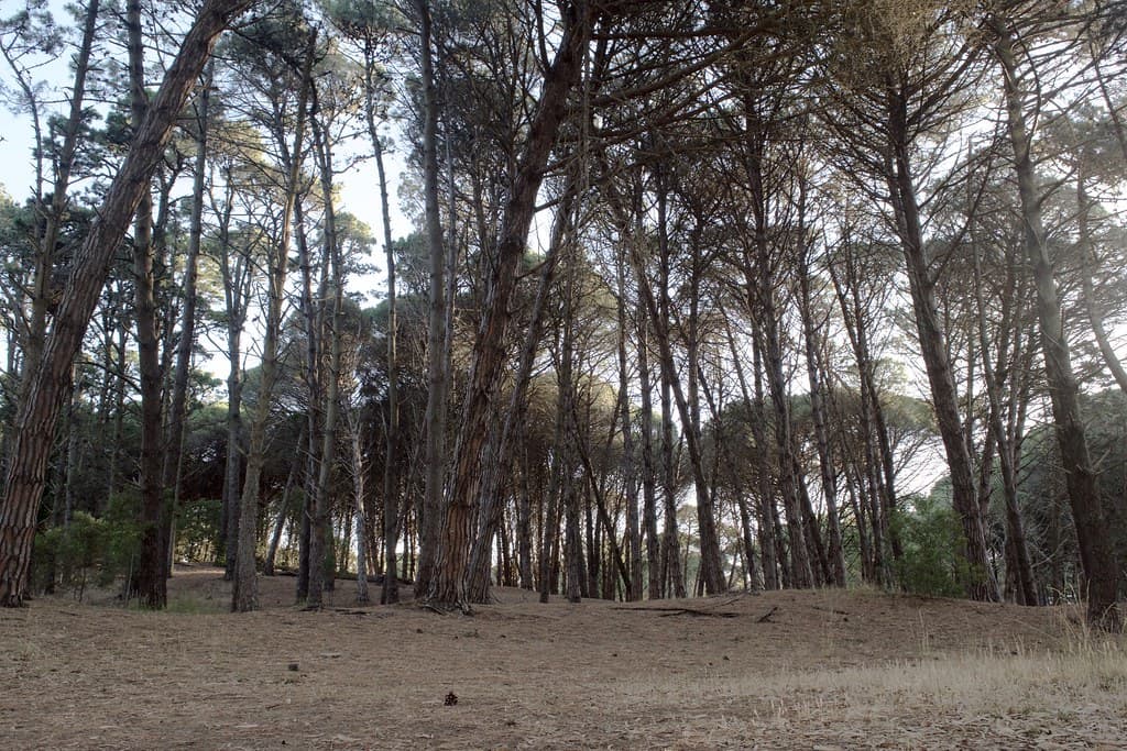 El bosque - The forest