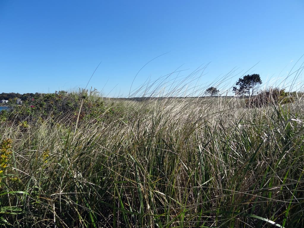 Wingaersheek Beach
