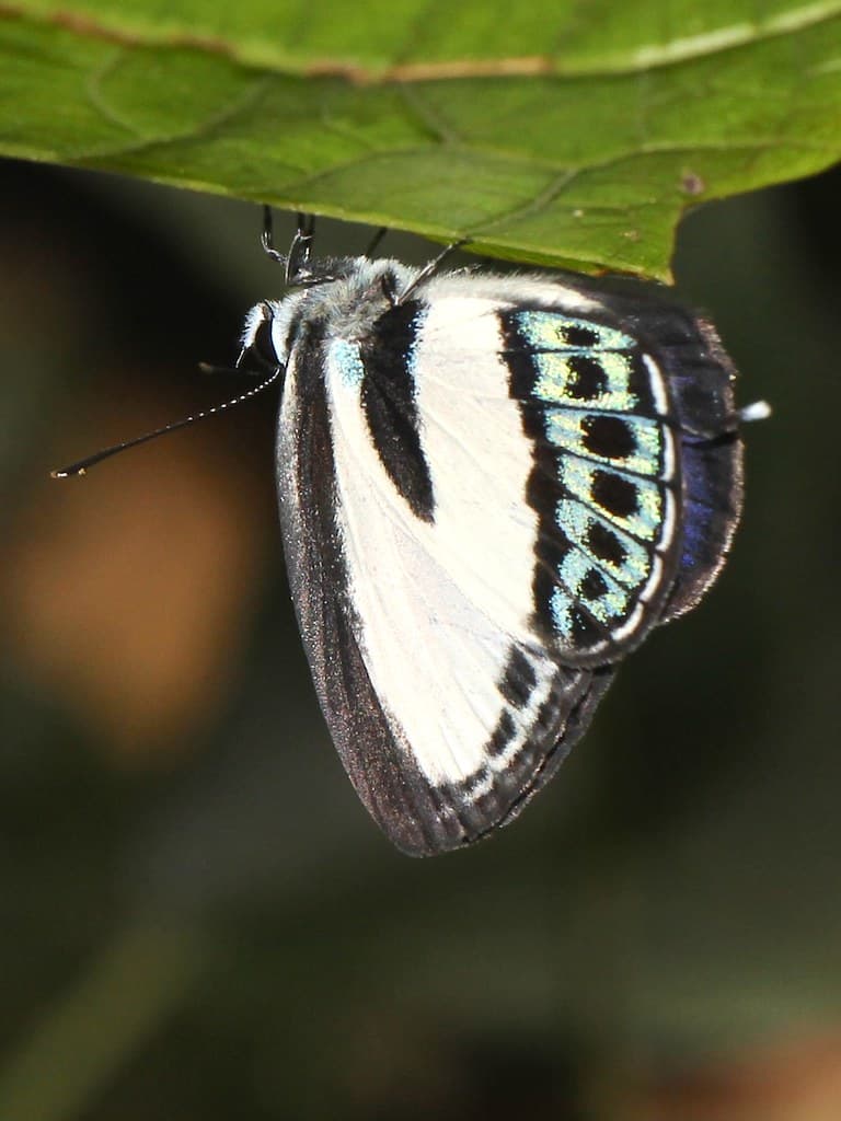 Tailed Green-banded Blue 0005