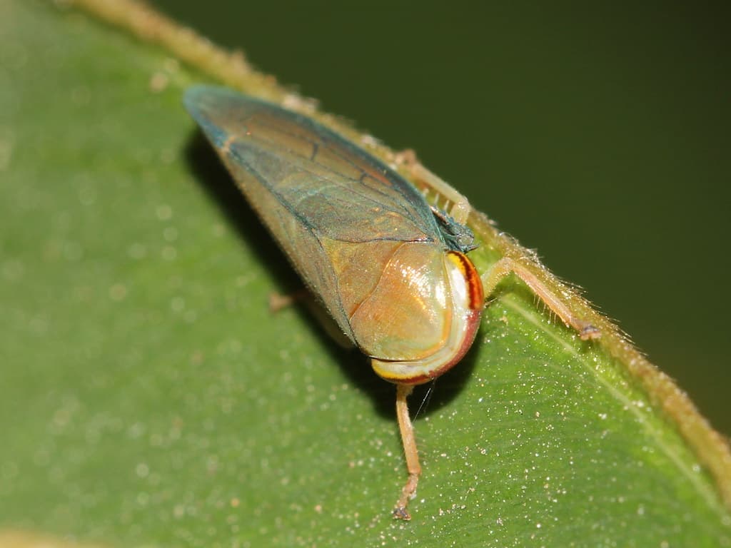 Leaf hopper 9949
