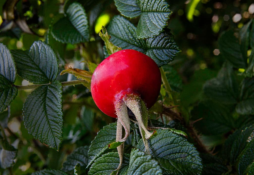 RoseHip on the dunes