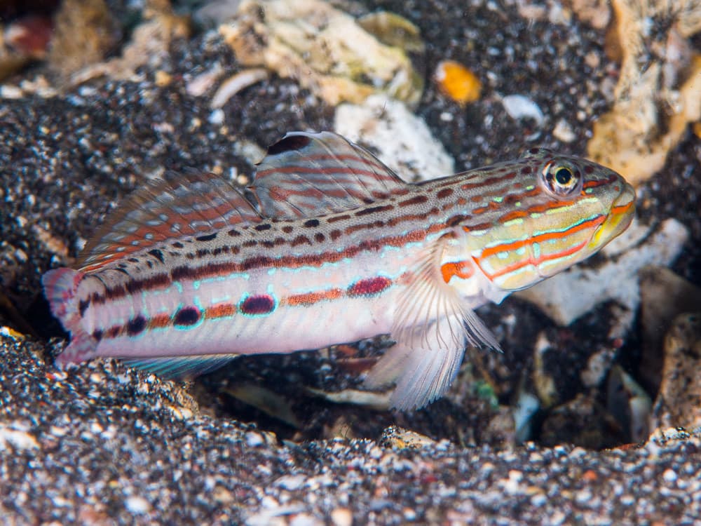 Long-finned Goby - Valenciennea longipinnis