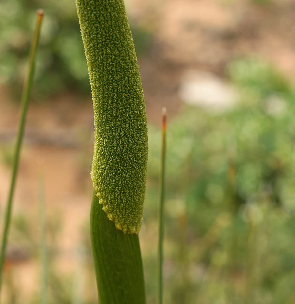 Grass Tree