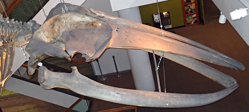 Balaenoptera physalus (finback whale) (North Atlantic Ocean) 5
