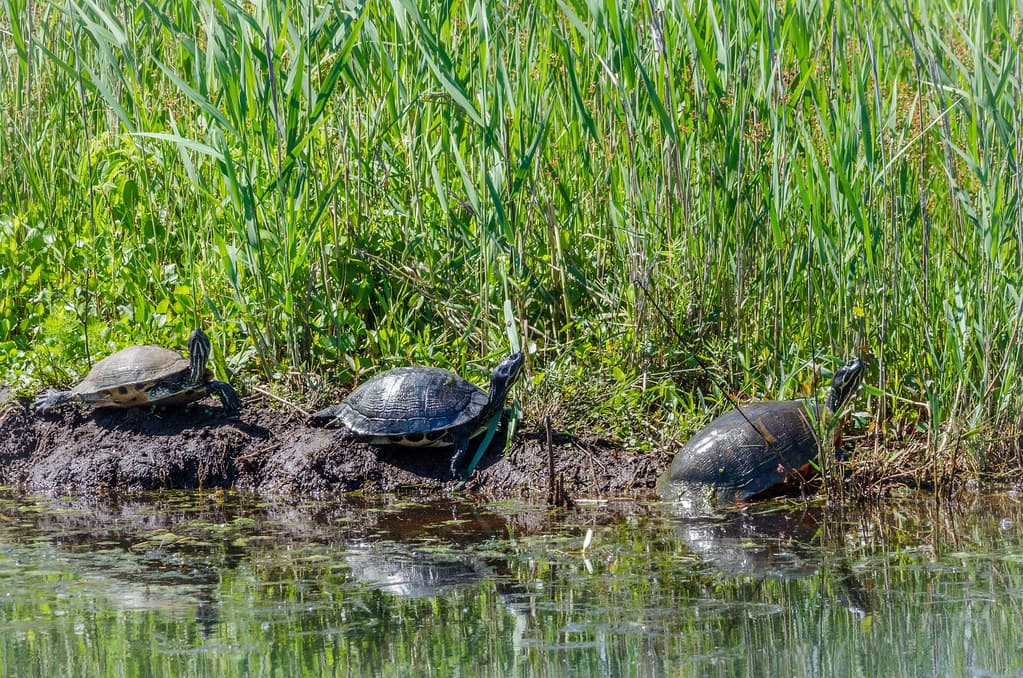 trio of turtles gaze skyward