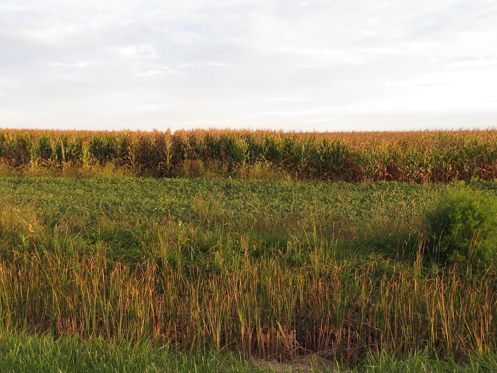 Farm, Chatham-Kent Highway 3, Chatham-Kent, Ontario