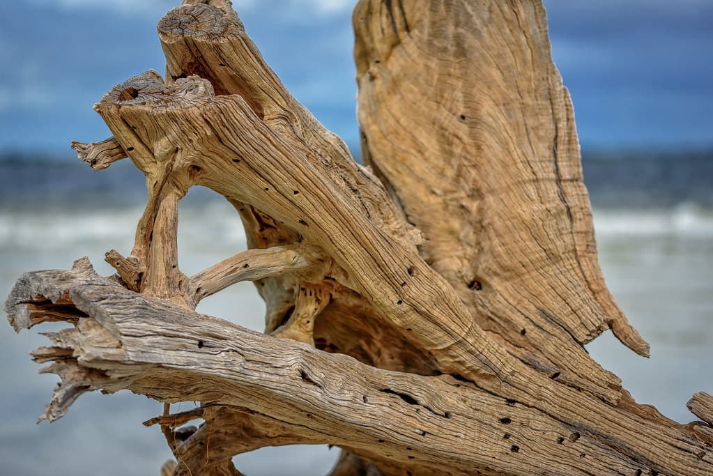 Beach Tree, Sanibel Island, Florida
