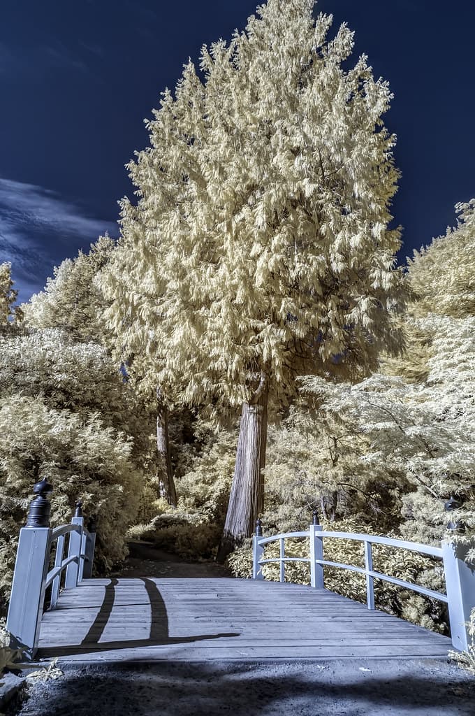 Kubota Japanese Garden Infrared (Seattle, Washington)