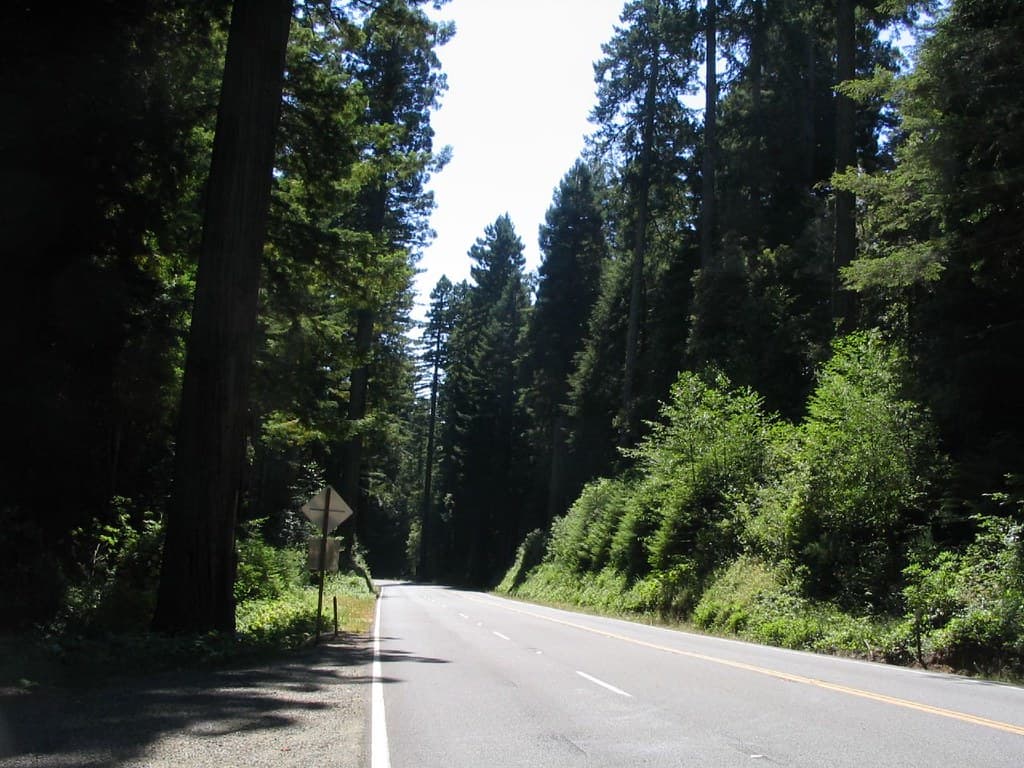 Redwoods, U.S. Route 101 Near Crescent City, California