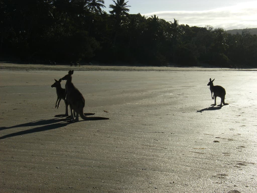 Känguru am Strand
