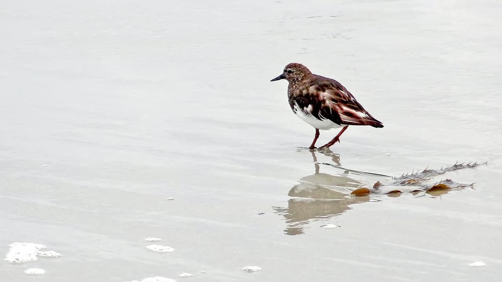 California-06590 - Ruddy Turnstone