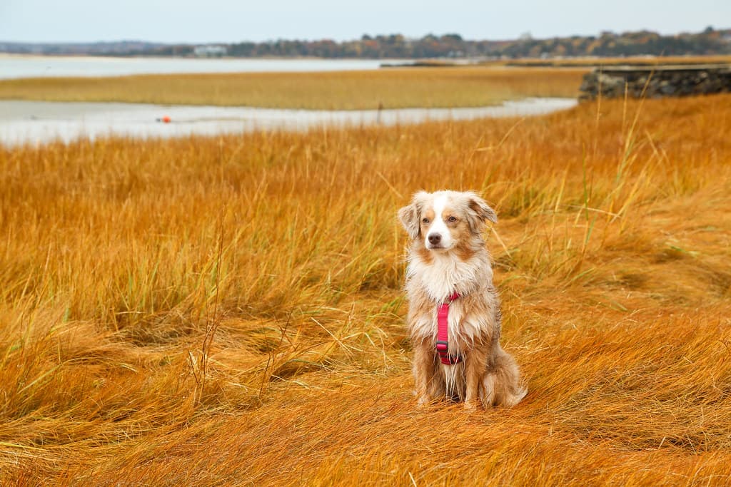 Wet Laika Having Fun in the Marsh in Massachusetts