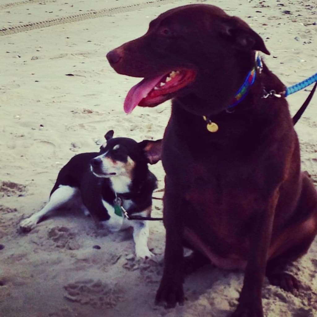 Even three legged dogs like the beach.  Smithwick and Banshee on an adventure on Whalehead Beach NC.   🐾🐾🐾🐾  #obx  #wildlife #adopt #specialdog #dwts #notjustfordogs #notonlyfortravelers   🐕🐶 Travel wit