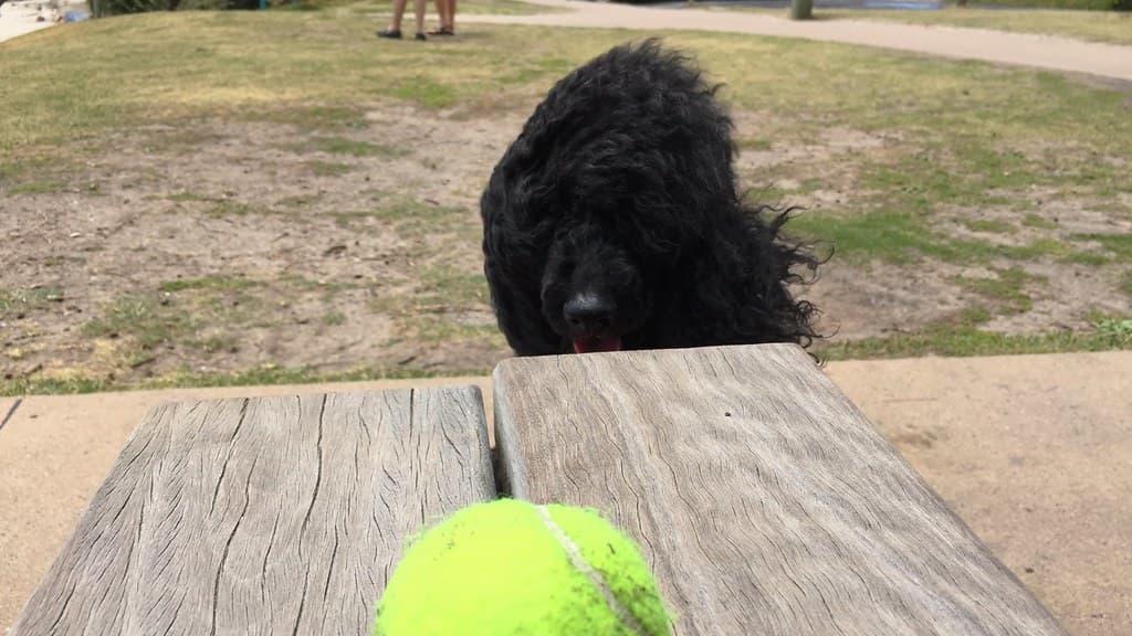 Junior & tennis ball at Wategos Beach, Byron Bay