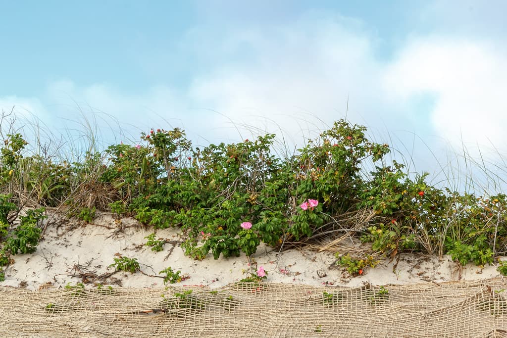 Menemsha Beach