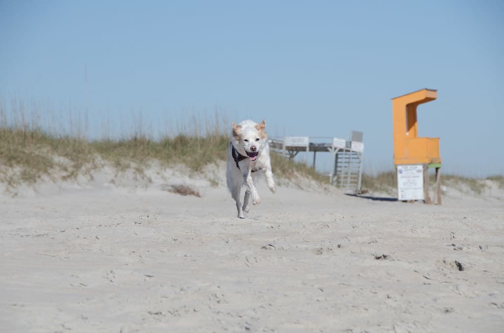 Meisie on the beach, Freeman Park, Carolina Beach, NC