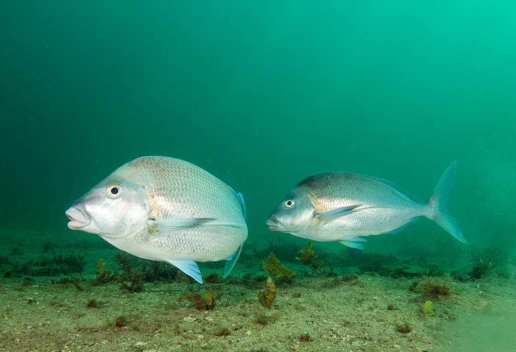 Blue morwong - Nemadactylus douglasii