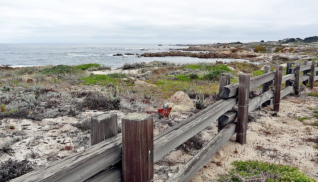 California-06601 - Asilomar State Beach