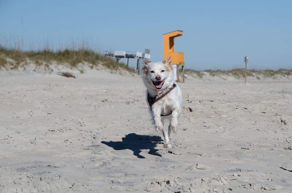 Meisie on the beach, Freeman Park, Carolina Beach, NC