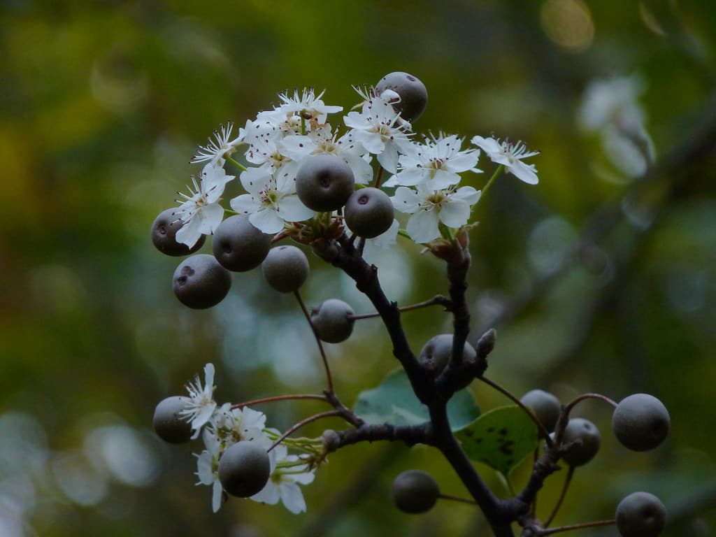 Callery Pear blooming at the wrong time of year