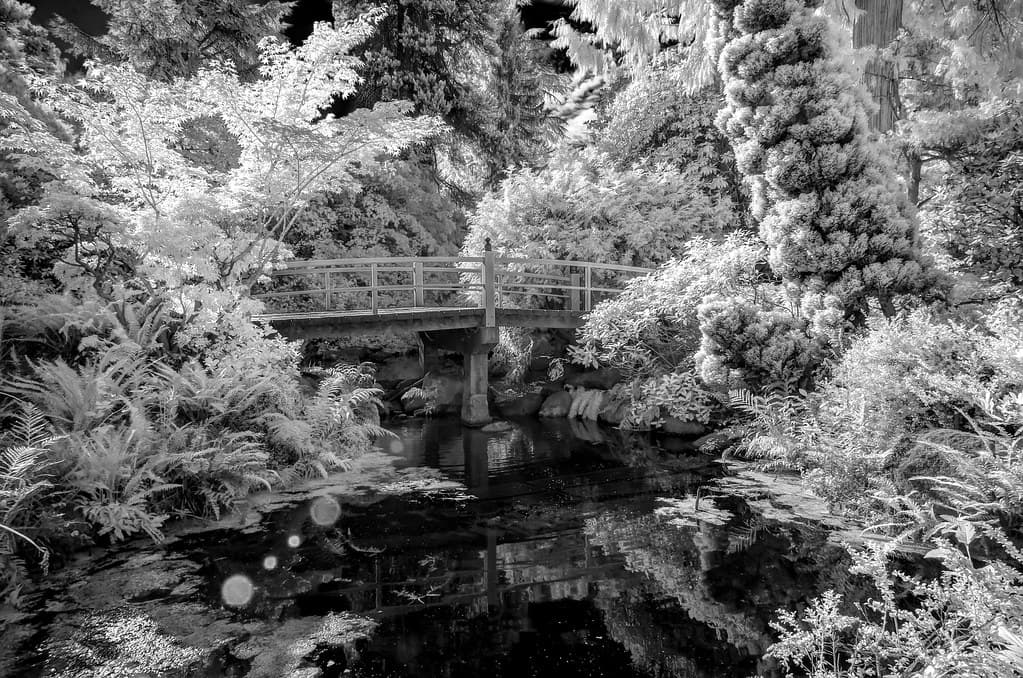 Kubota Garden Infrared (Seattle, Washington)