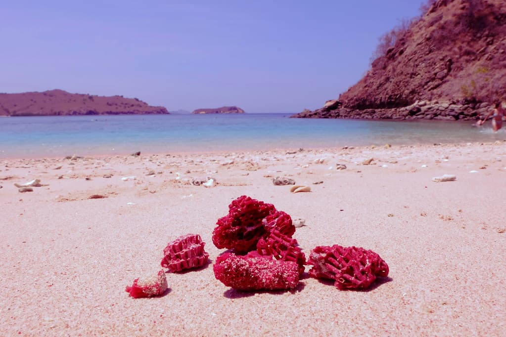 Red Dead Coral