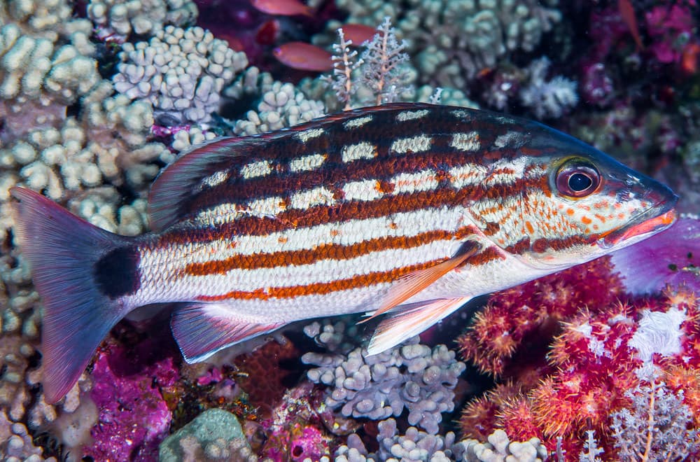 Checkered snapper - Lutjanus decussatus