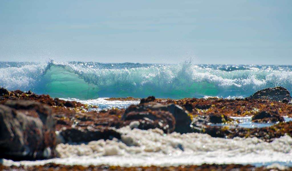 Fitzgerald Marine Reserve-6584.jpg - EXPLORED!!
