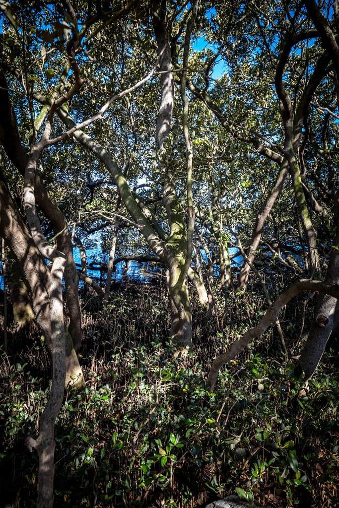 Badu Mangroves Sydney-14